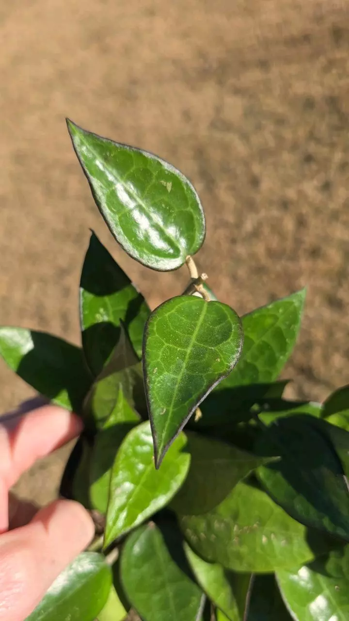 plant/1107 Hoya Black Margin-1