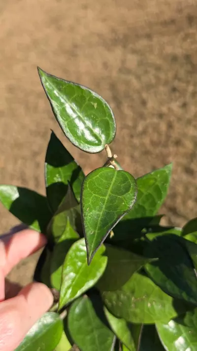 plant/1107 Hoya Black Margin-1-thumbnail