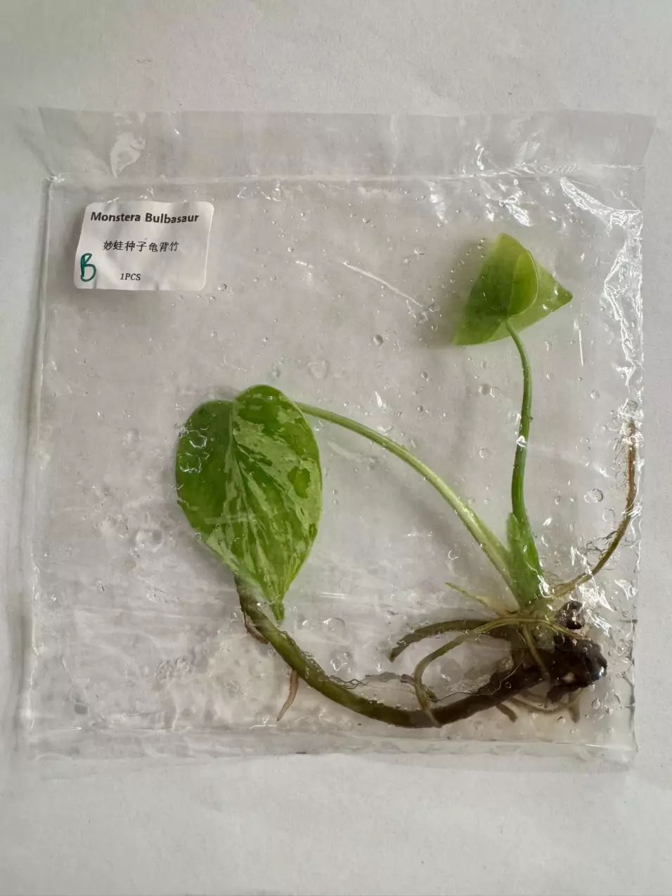 plant/Monster Bulbasaur TC-0