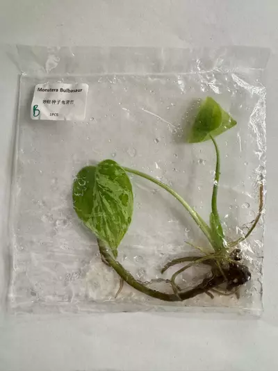 plant/Monster Bulbasaur TC-0-thumbnail