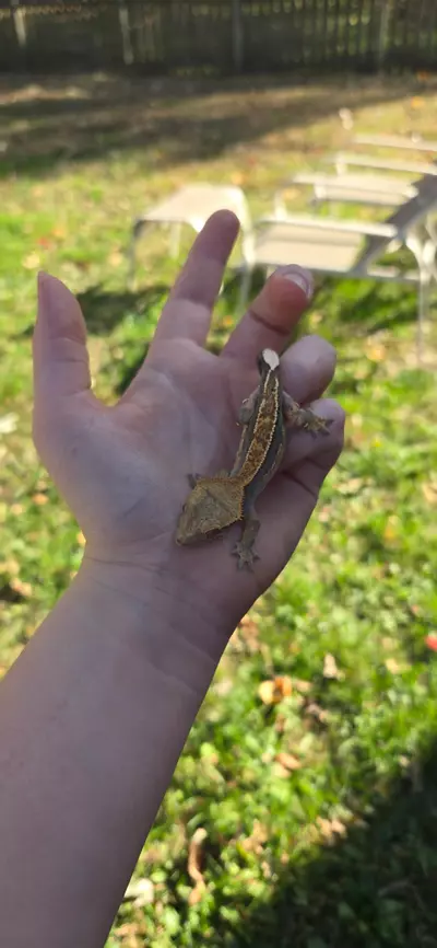 plant/Pv Harley Quinn partial pen dal spots-0-thumbnail