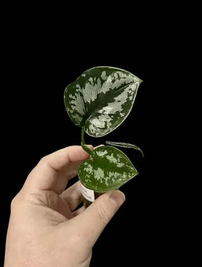 plant/Scindapsus Dark Princess Tricolor (juvenile Black Mamba)-0-thumbnail