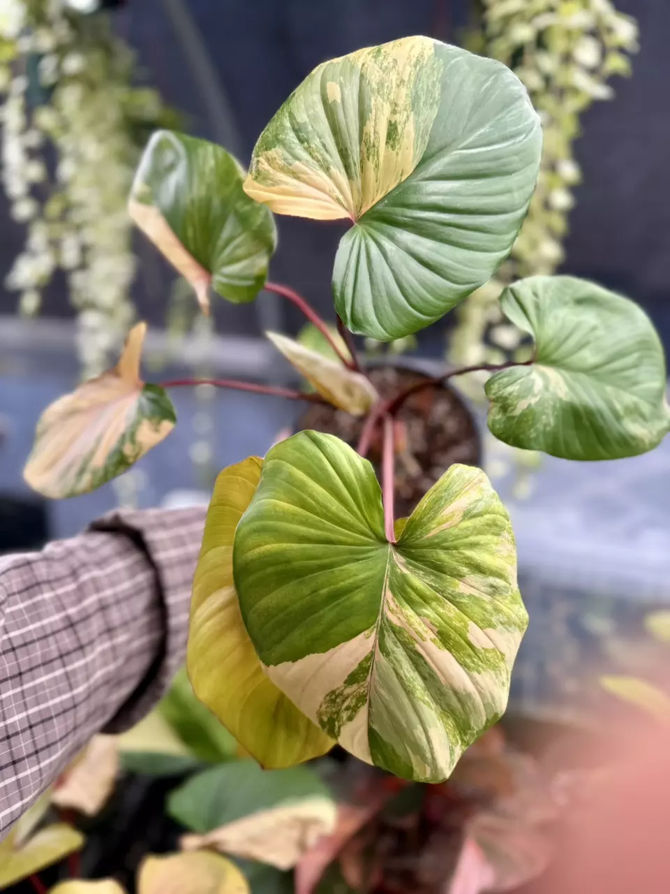 plant/Homalomena Rubescens Peach Variegated PRESALE ships 12/1-0