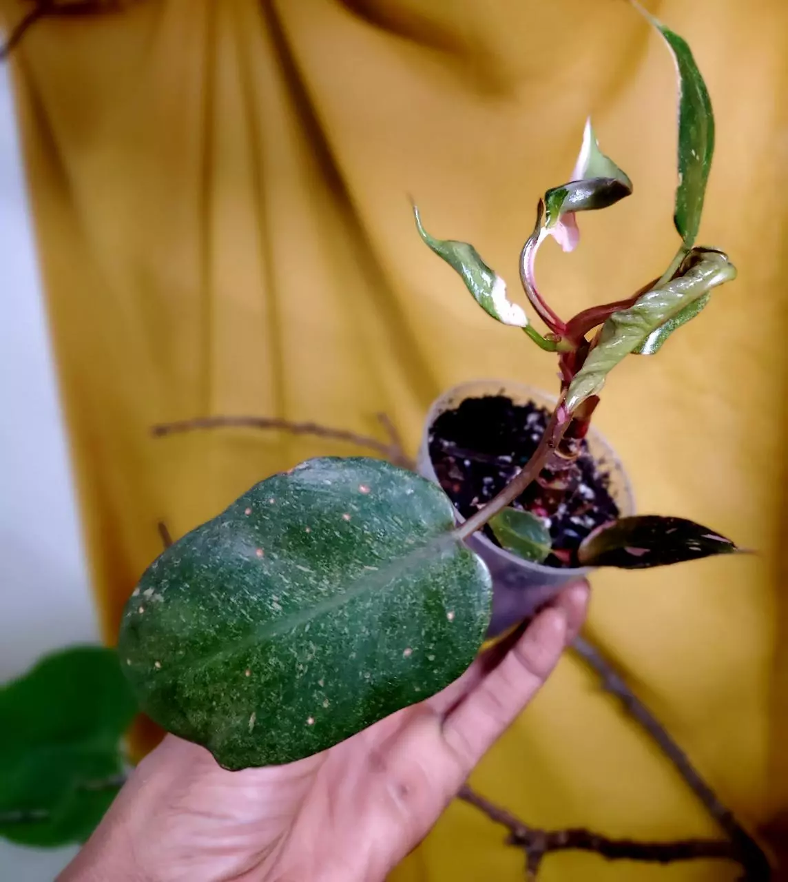 plant/Philodrendron 'Pink Princess' 👑💗🪴-1