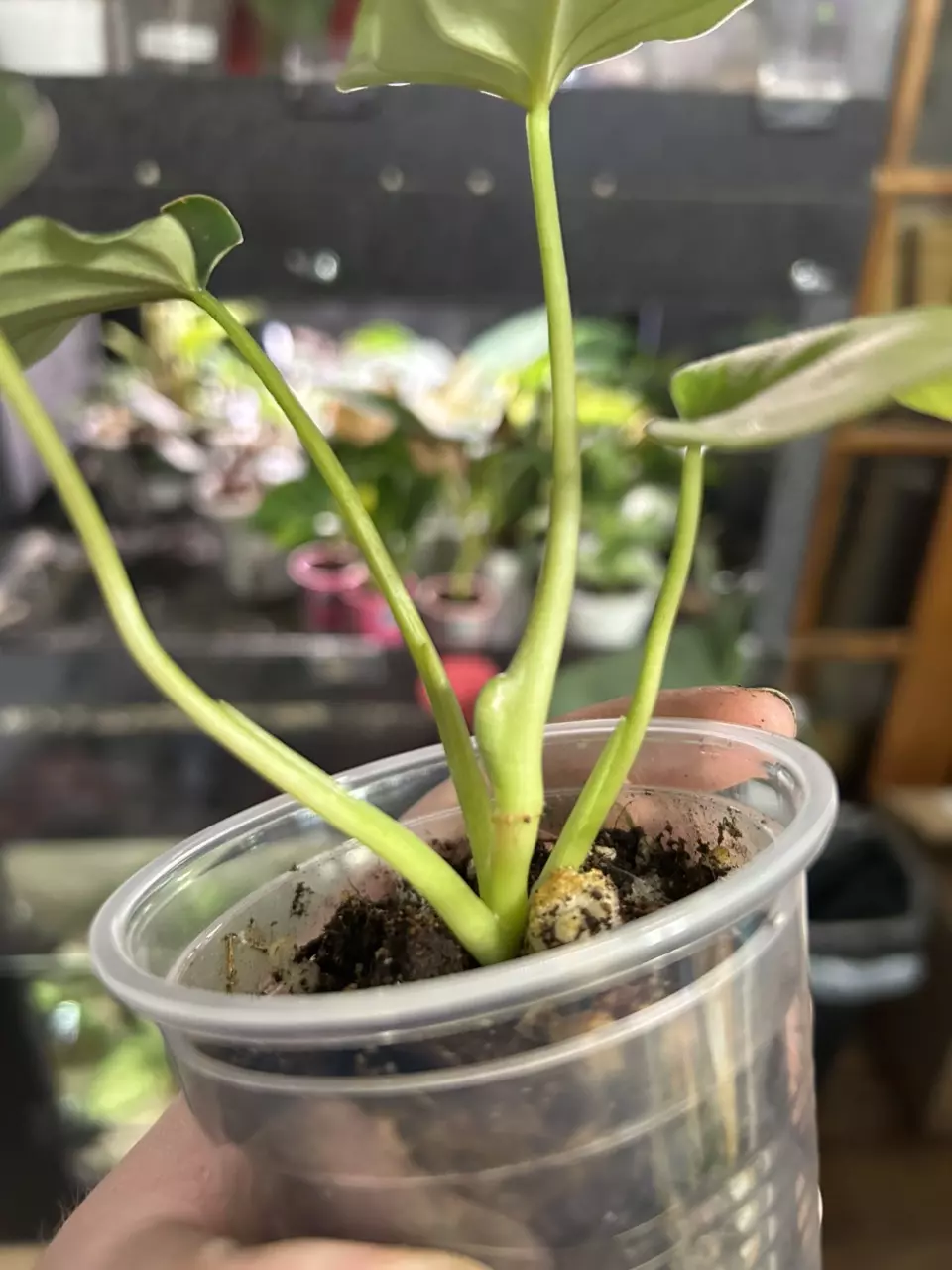 plant/Philodendron Plowmani-2