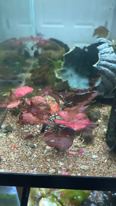 plant/Tiger lotus-0-thumbnail