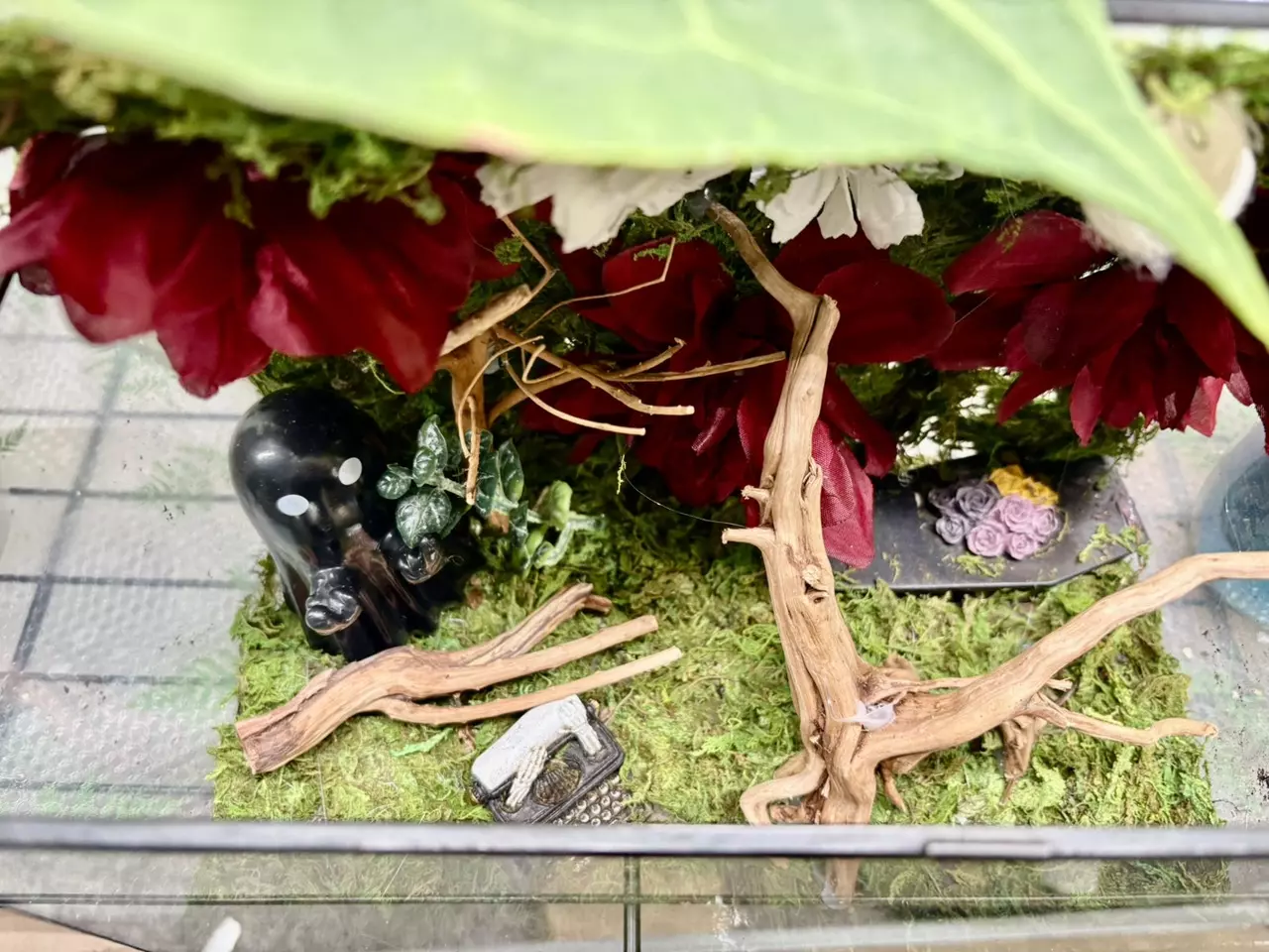 plant/Adult size jumping spider enclosure-1