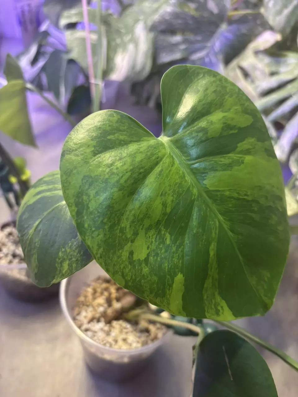 plant/Monstera yellow Marilyn-0