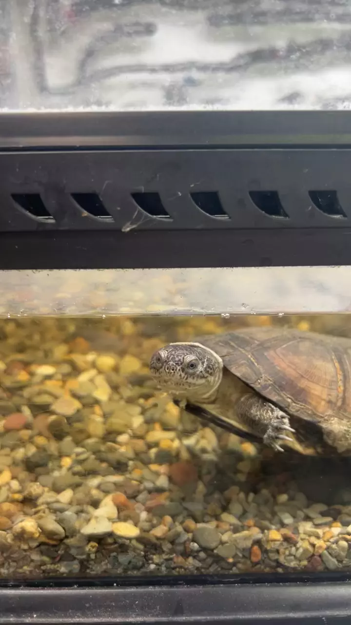 plant/African side neck turtle-0