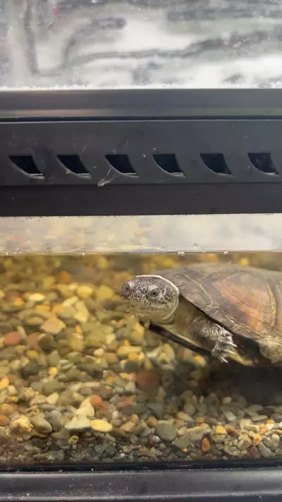 plant/African side neck turtle-0-thumbnail