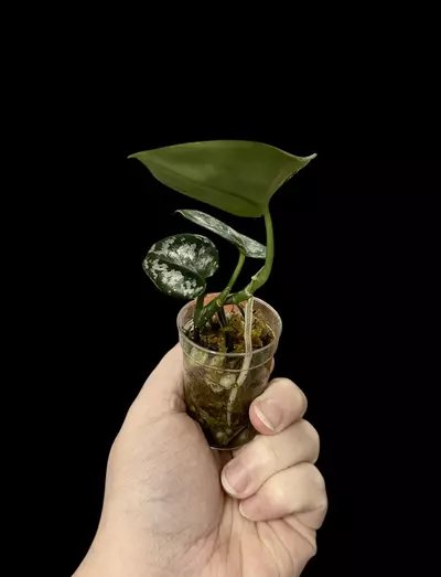 plant/Scindapsus Dark Princess Tricolor (juvenile Black Mamba)-1-thumbnail