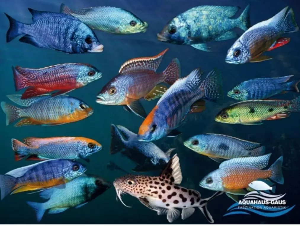 plant/African Cichlid Poster "Protomelas-0