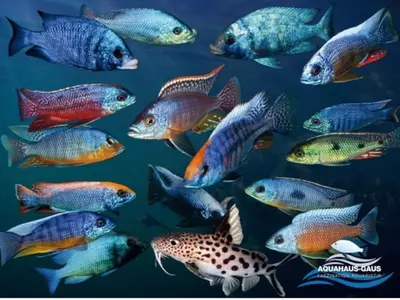 plant/African Cichlid Poster "Protomelas-0-thumbnail