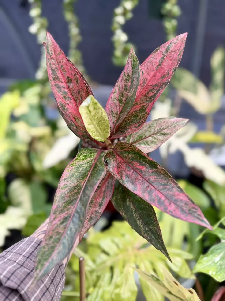 plant/Anthurium Renaissance-1