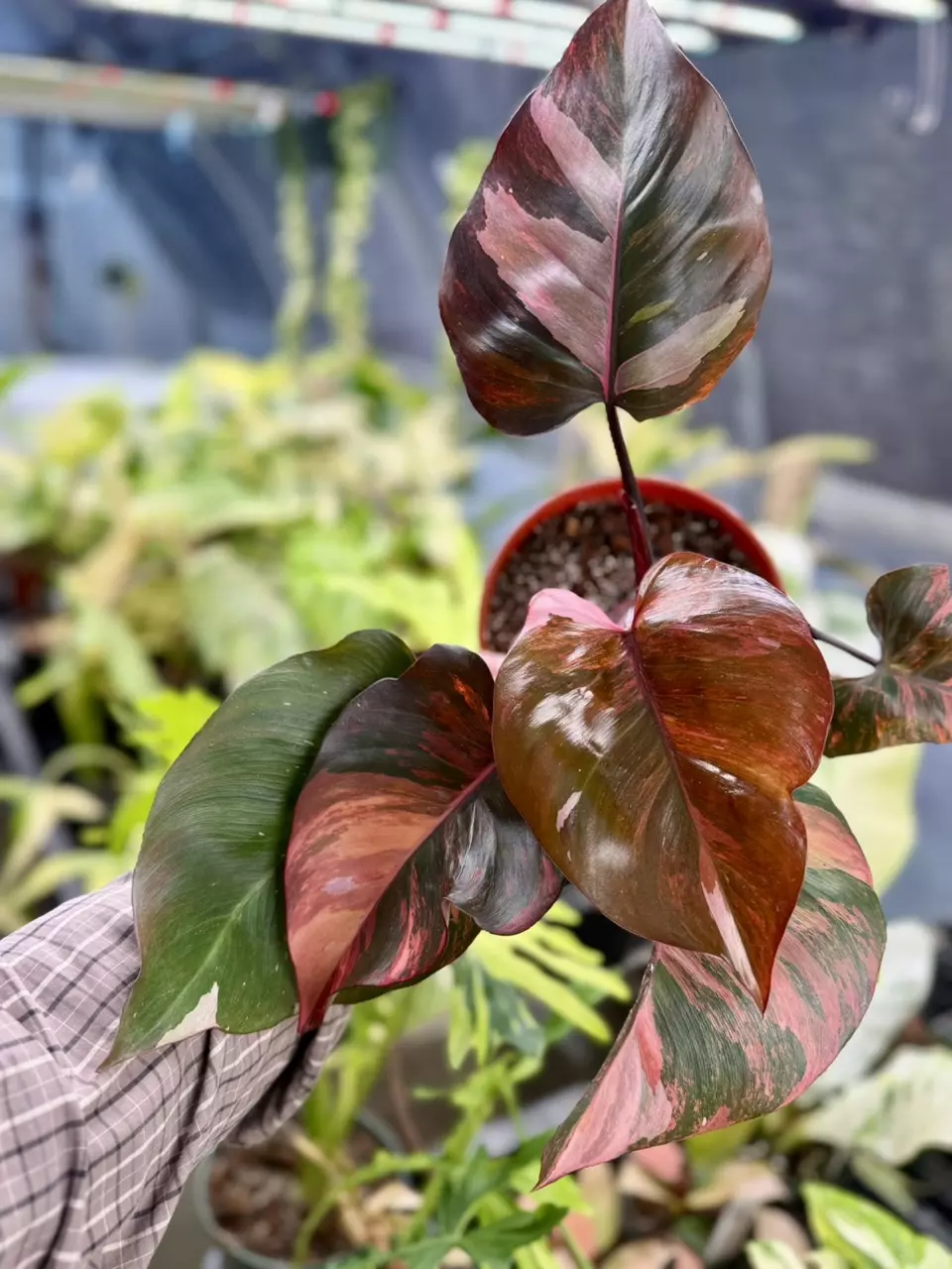 plant/Philodendron Fire Princess-1