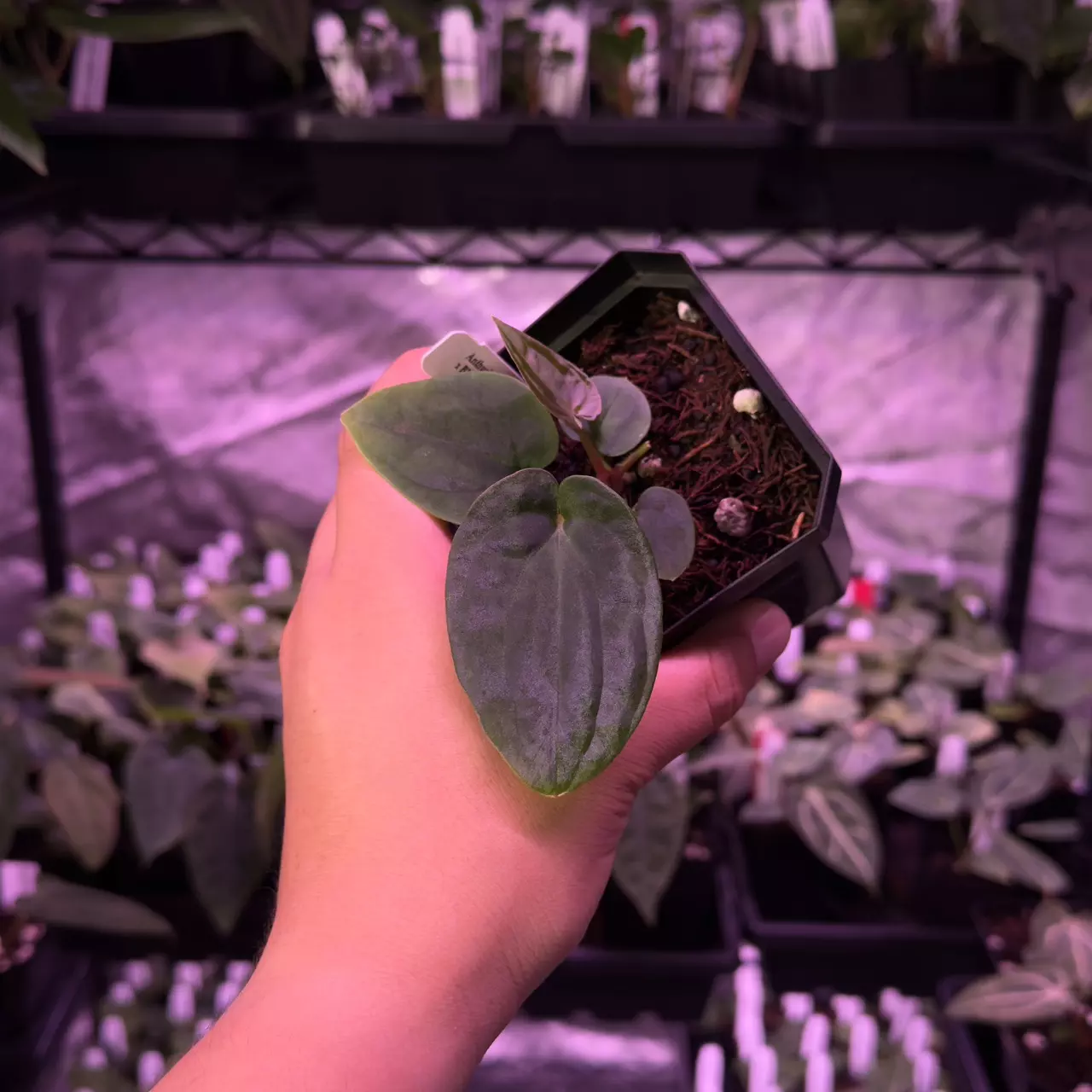 plant/(#95) Anthurium Black Velvet Eastern Panama-0