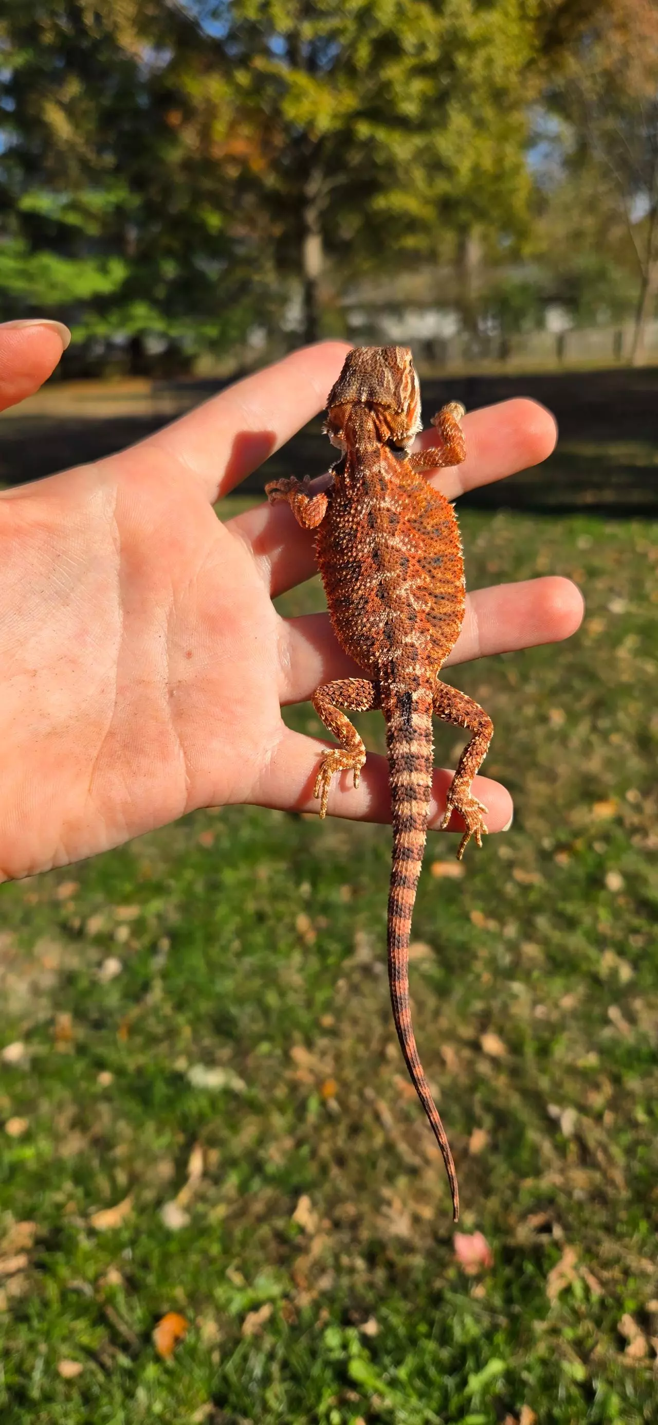 plant/75% Red monster male-1