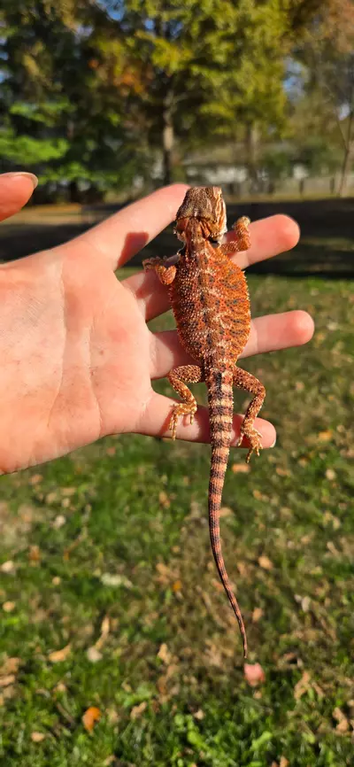 plant/75% Red monster male-1-thumbnail