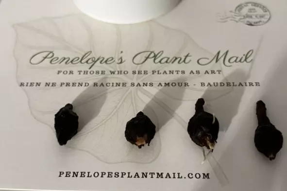 plant/Alocasia Pink Black Velvet CORMS-1