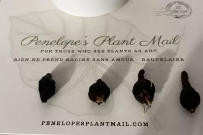 plant/CORMS - Alocasia Pink Black Velvet-1-thumbnail