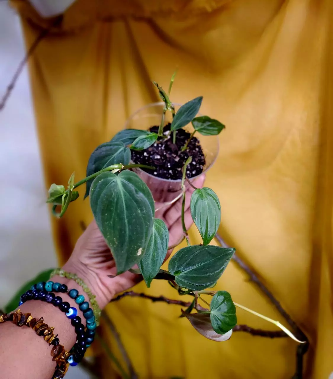 plant/💕🦇🪴 Philodendron Micans-0