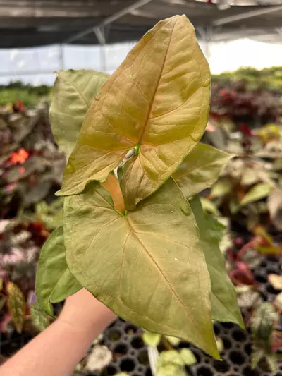 plant/Syngonium Candy Berry 4" Pot Growers Choice VV5-0-thumbnail