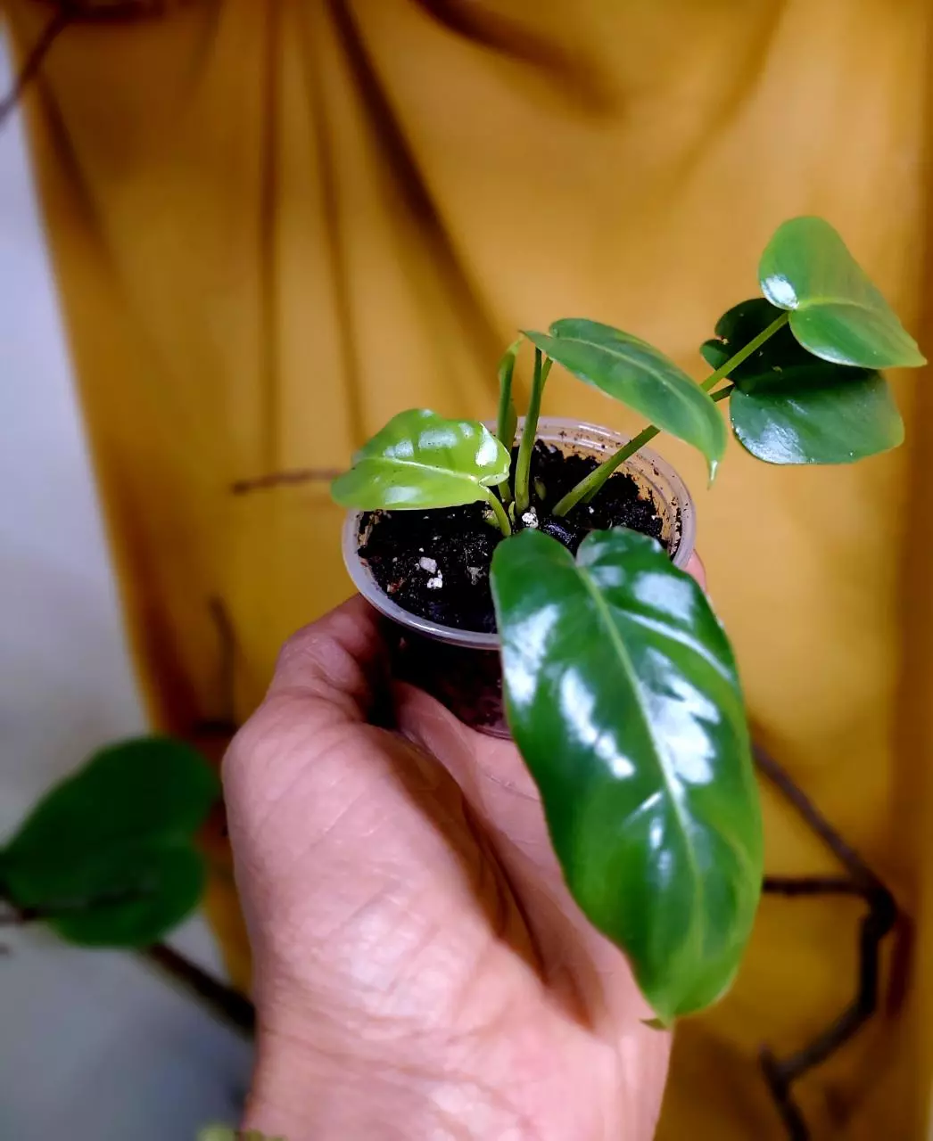 plant/Philodendron 'Burle Marx' 🪴✨️-0