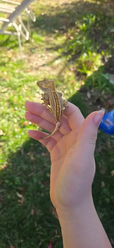 plant/Harley Quinn full pin Dal spots-3-thumbnail