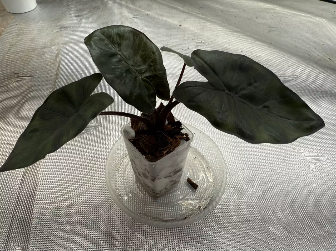 plant/Yucatán Queen GOG-4