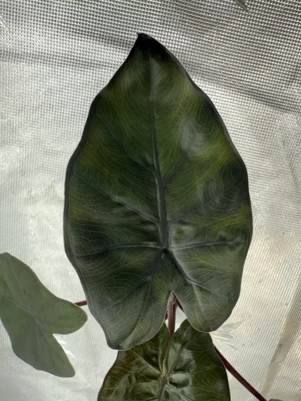 plant/Yucatán Queen GOG-1