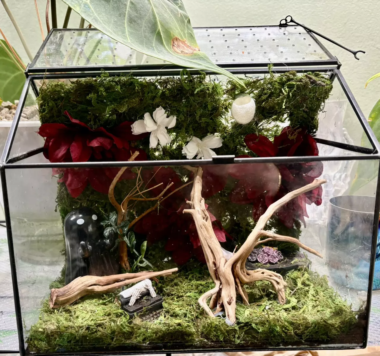 plant/Adult size jumping spider enclosure-0