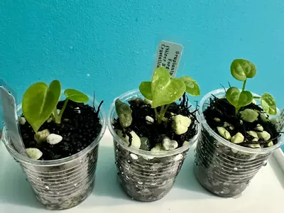 plant/Anthurium Seedling - Forgetii x ( Silver Blush x Red Crystallinum - NSE )-3-thumbnail