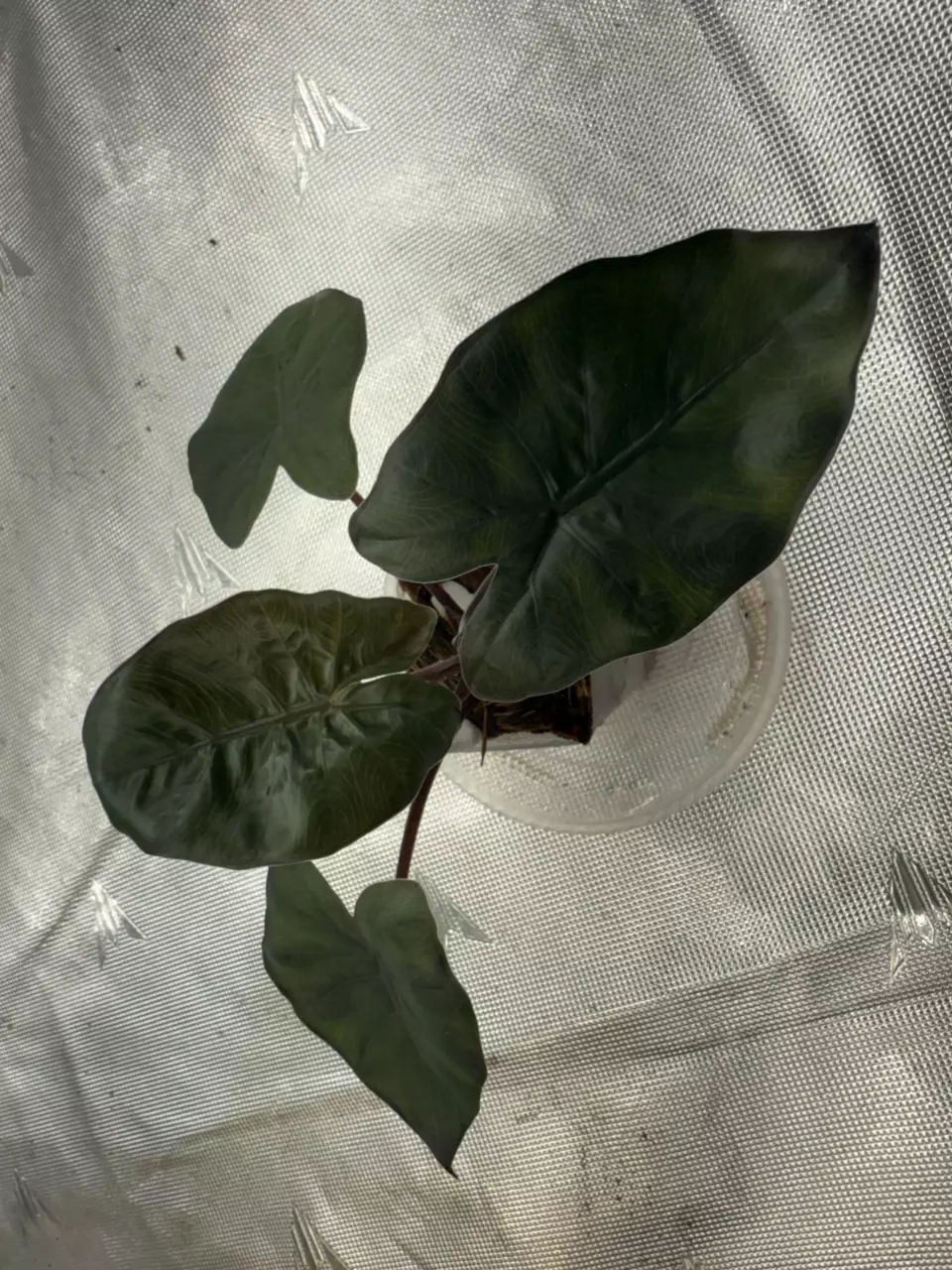 plant/Yucatán Queen GOG-0