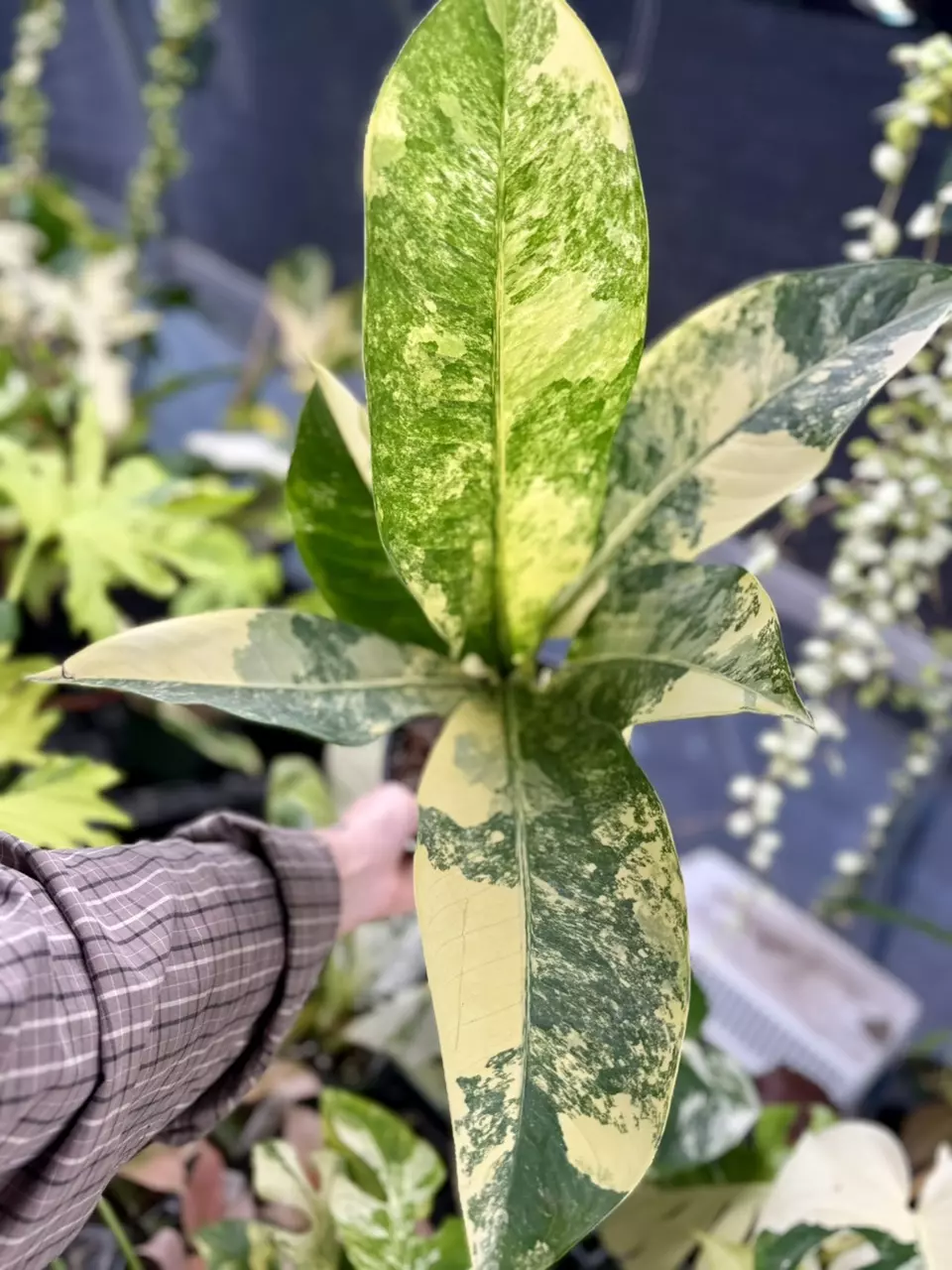 plant/PL8368: Variegated Dieffenbachia PRESALE ships 12/1-0
