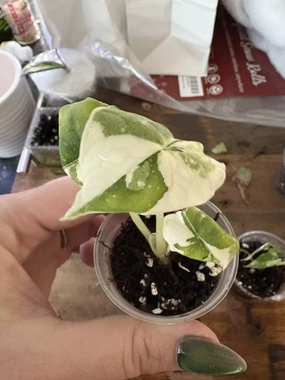 plant/Melo Albo in acclimation-1