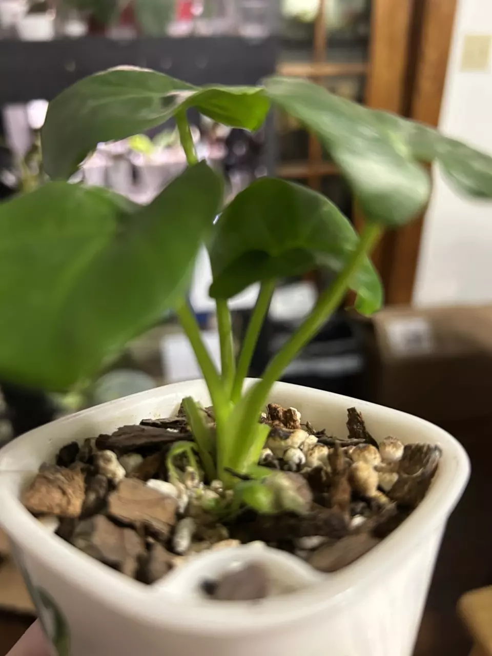 plant/Philodendron Atom 42-2