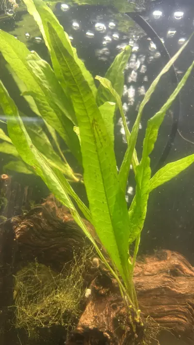 plant/Java fern bunch-0-thumbnail