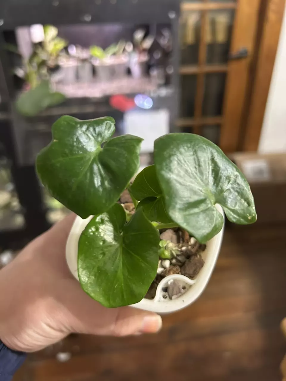 plant/Philodendron Atom 42-0