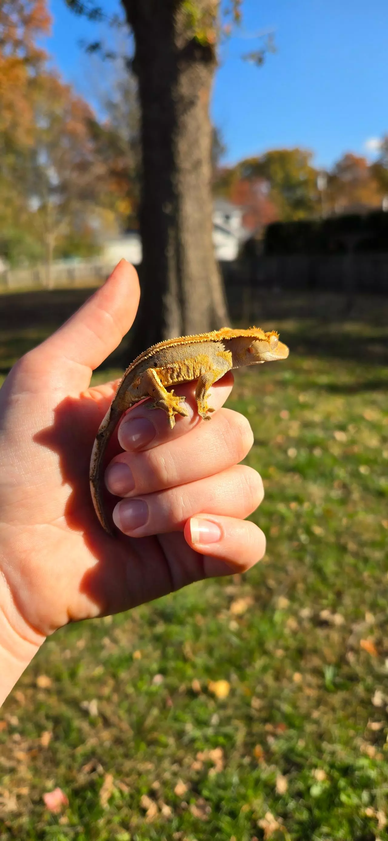 plant/Harley Quinn full pin Dal spots-1