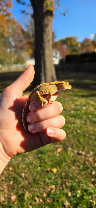 plant/Harley Quinn full pin Dal spots-1-thumbnail