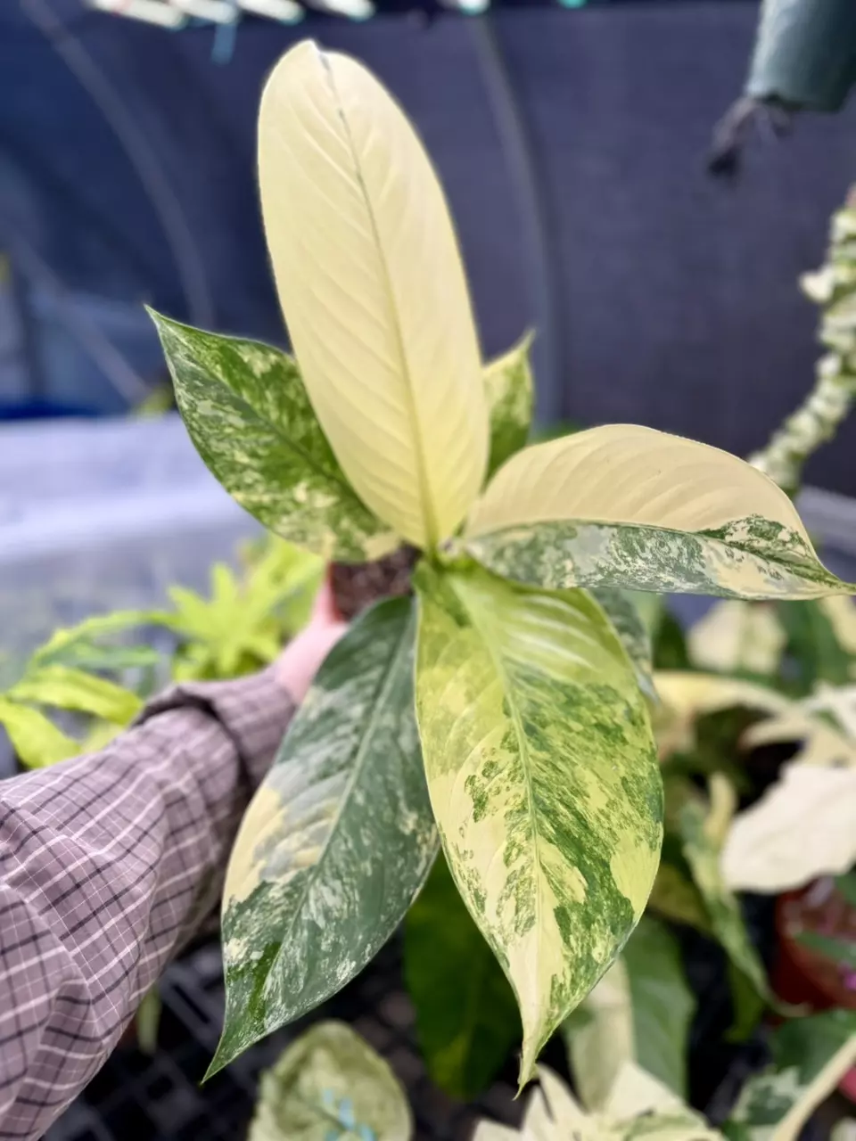 plant/PL8370: Variegated Dieffenbachia PRESALE ships 12/1-0