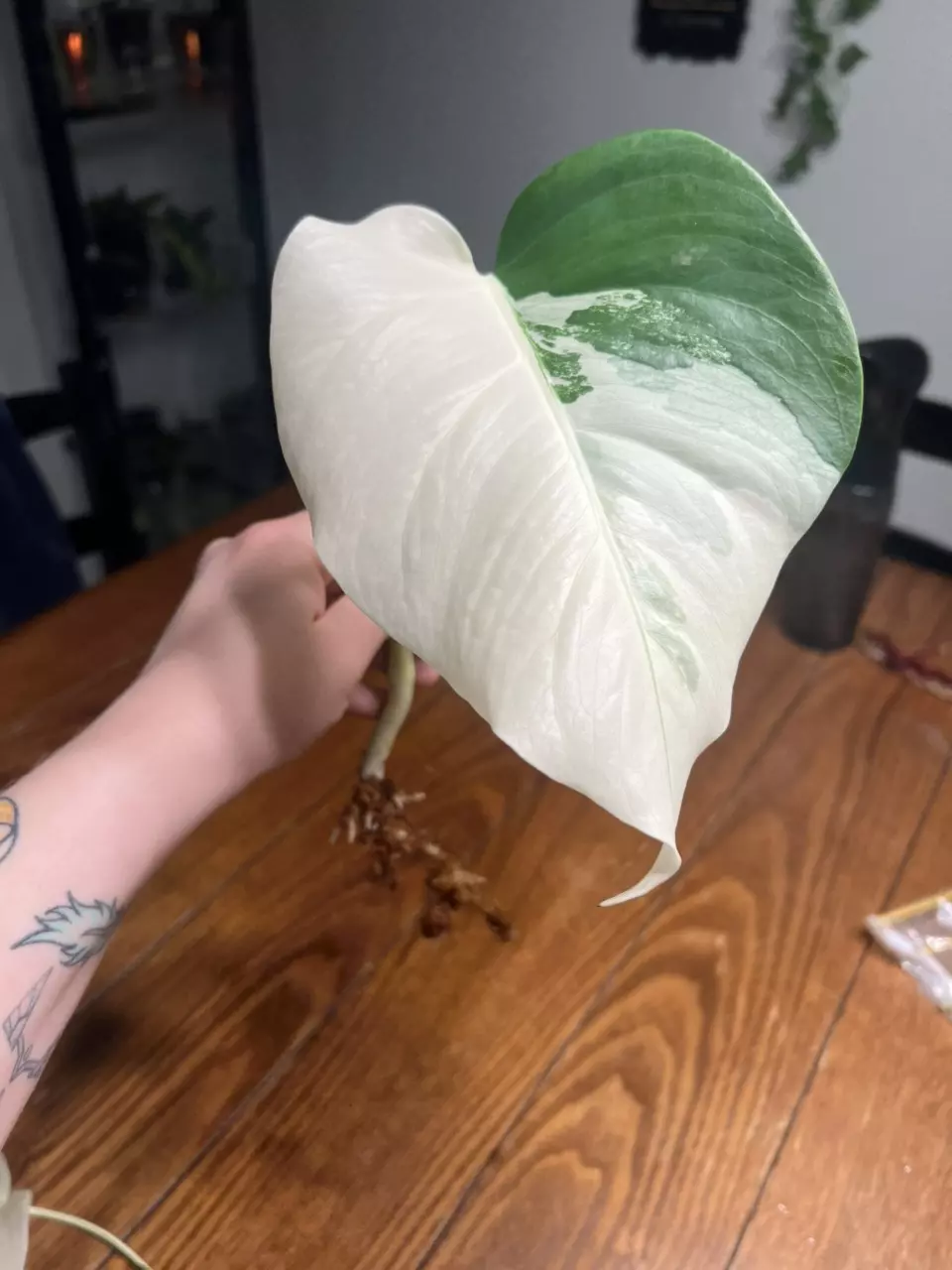 plant/Albo Monstera Rooted Cuttings-0