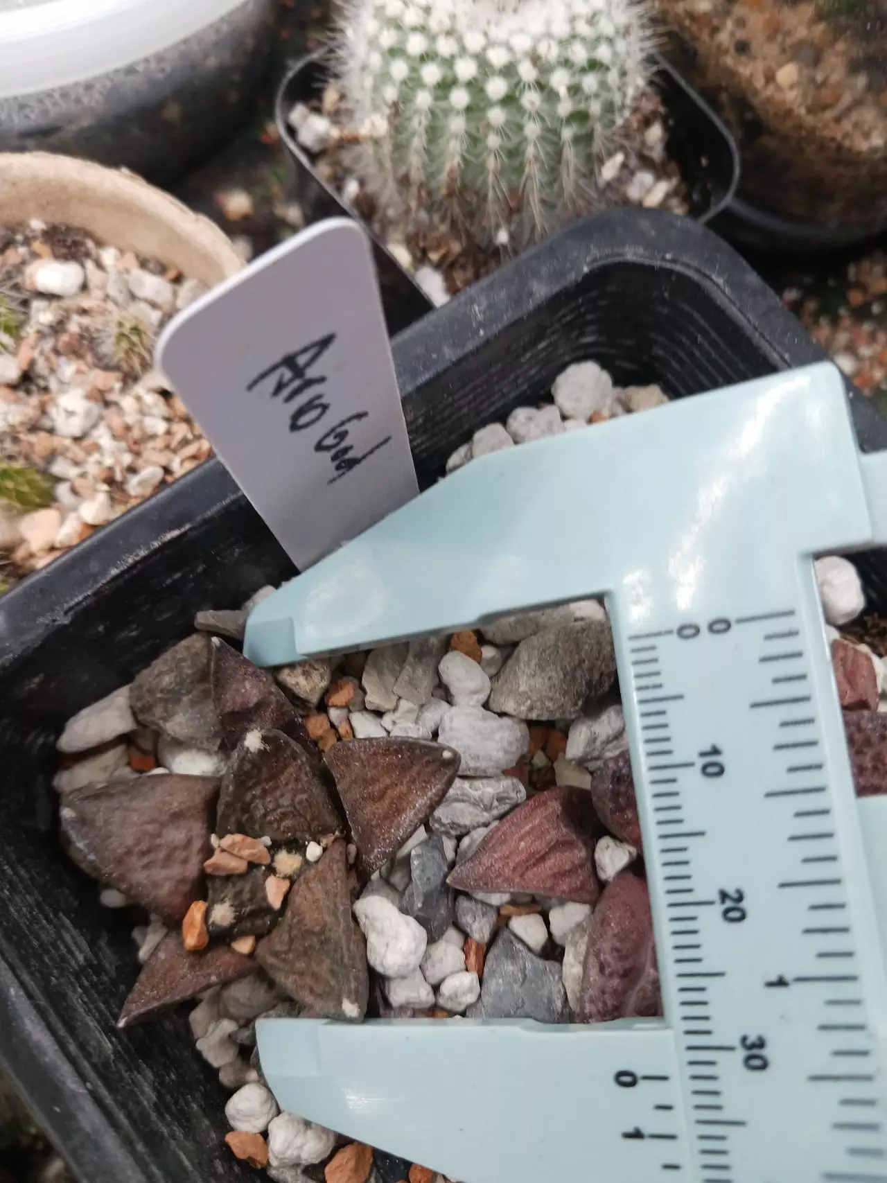 plant/Ariocarpus cv Godzilla-1