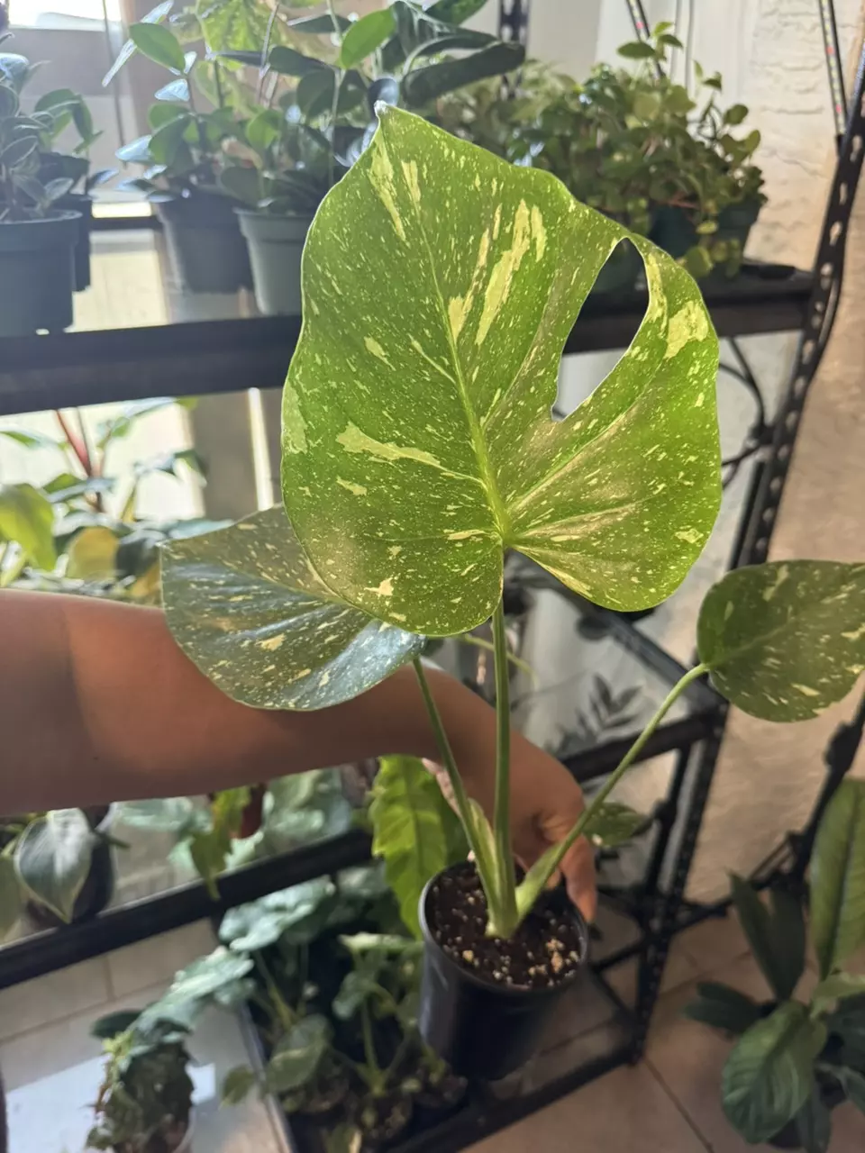 plant/Monstera Thai Constellation-0