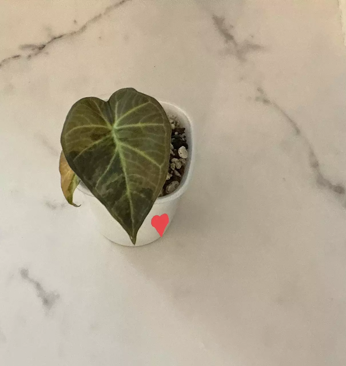 plant/Alocasia Regal Shield Rose Gold-1