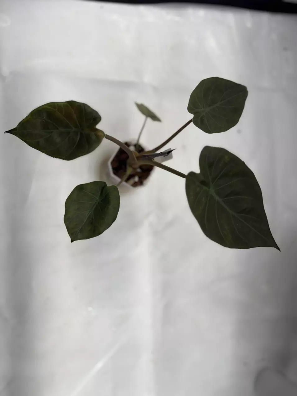 plant/Variegated Wentii-0