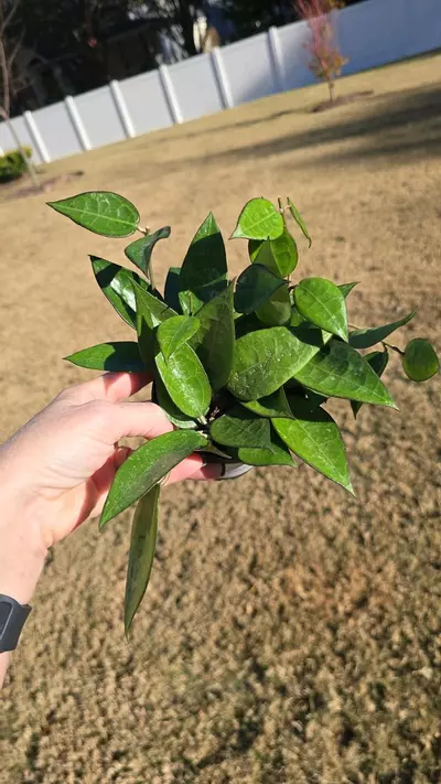 plant/1107 Hoya Black Margin-0-thumbnail