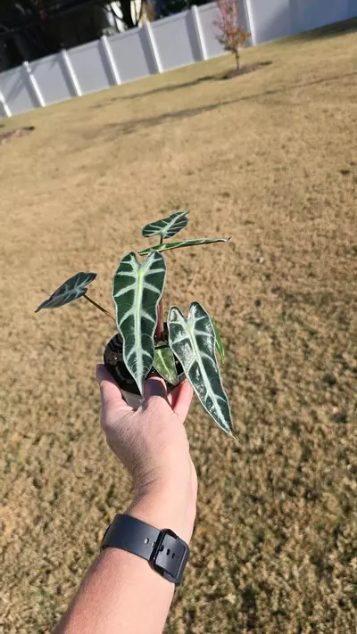 plant/1092 Alocasia Bambino-2-thumbnail
