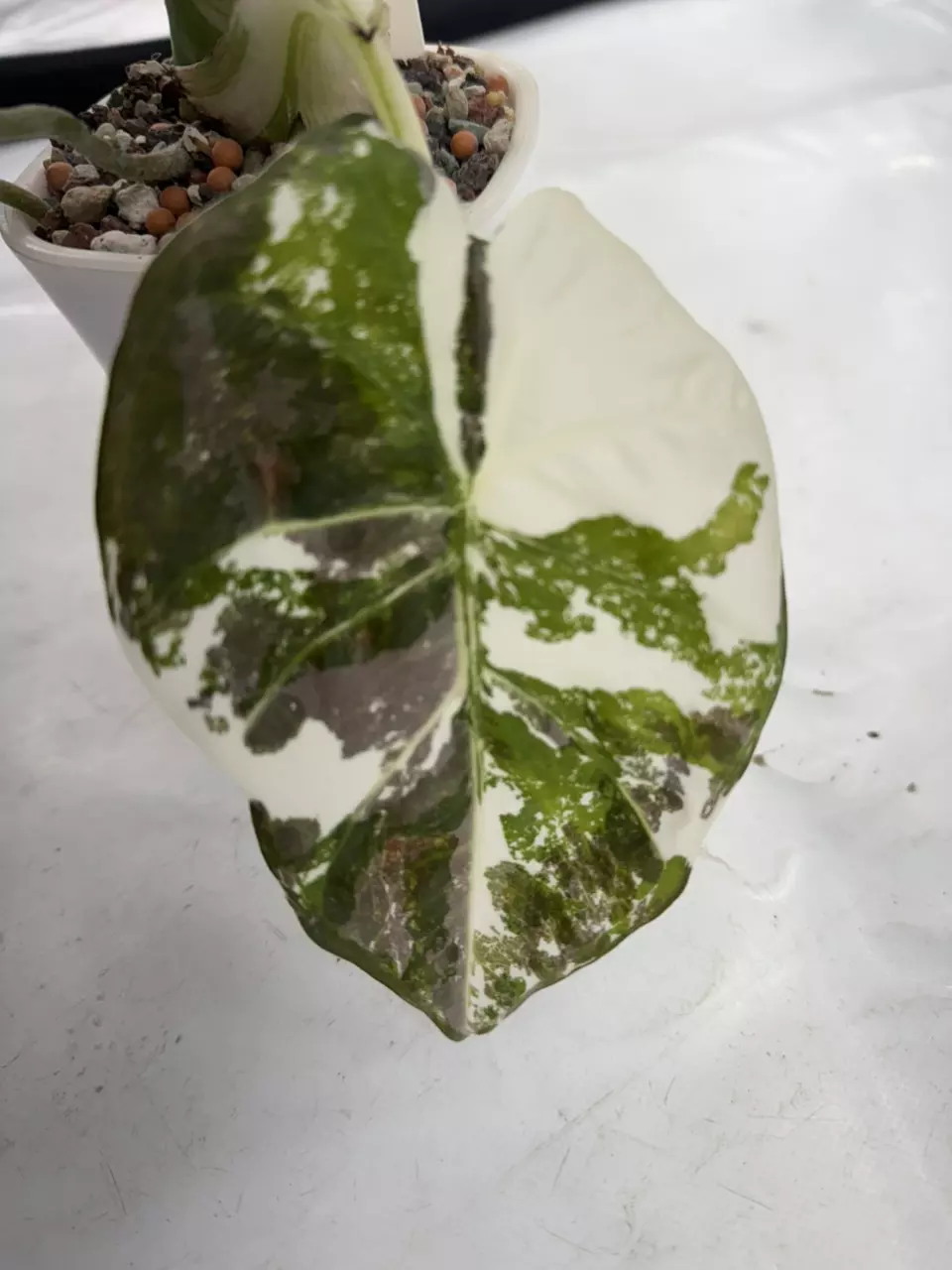 plant/Regal Shield Albo Mother Plant-4