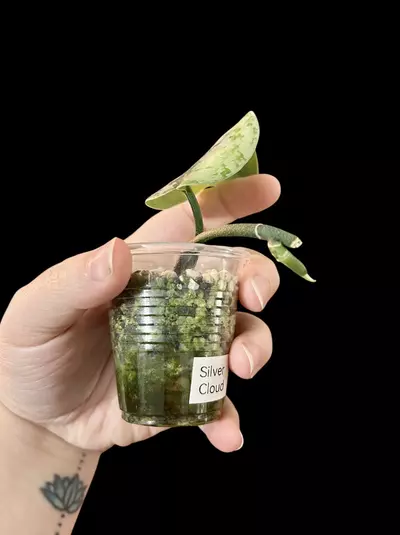 plant/Scindapsus Silver Cloud-1-thumbnail